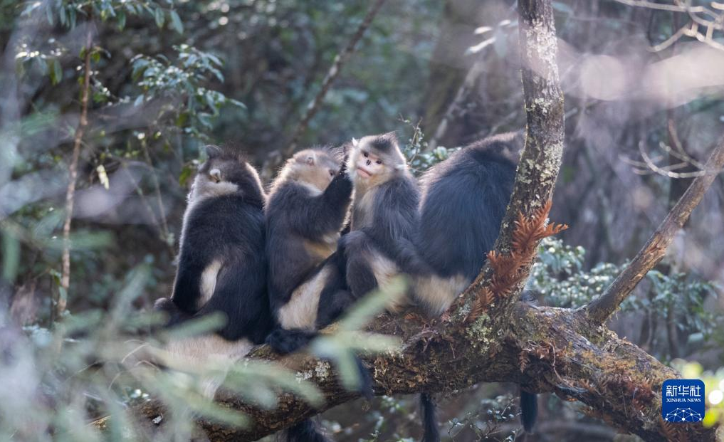 图片.png 图片.png